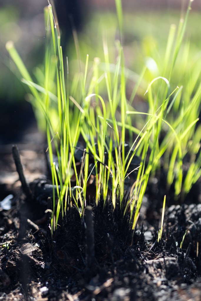 Small shoots of green grass emerge from charred black earth.
