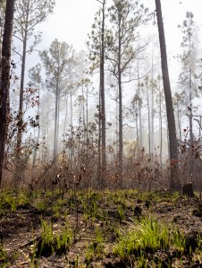 Small green shoots emerge from charred black earth on the forest floor, while trees stretch off into the haze.