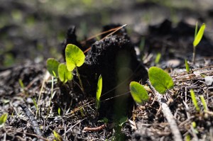 A few small green leave crop up around a small burnt stump.