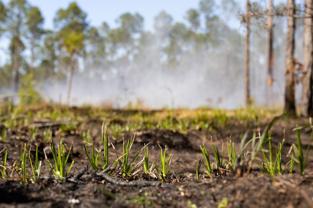 A few small green shoots emerge from charred earth, while smoke rises in the background.