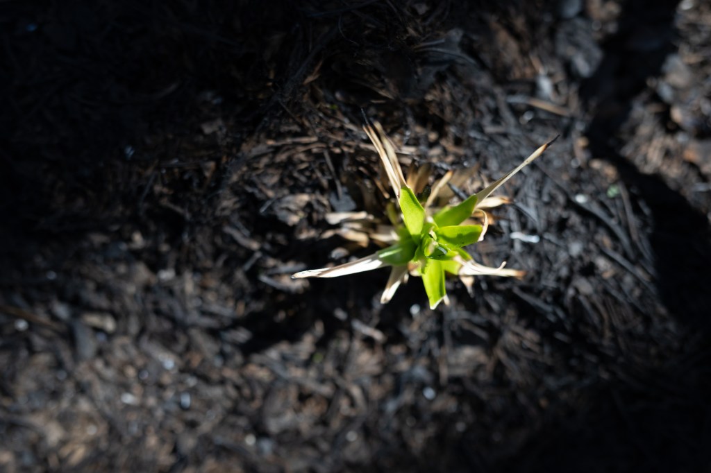 A small green shoot emerges from charred black earth.