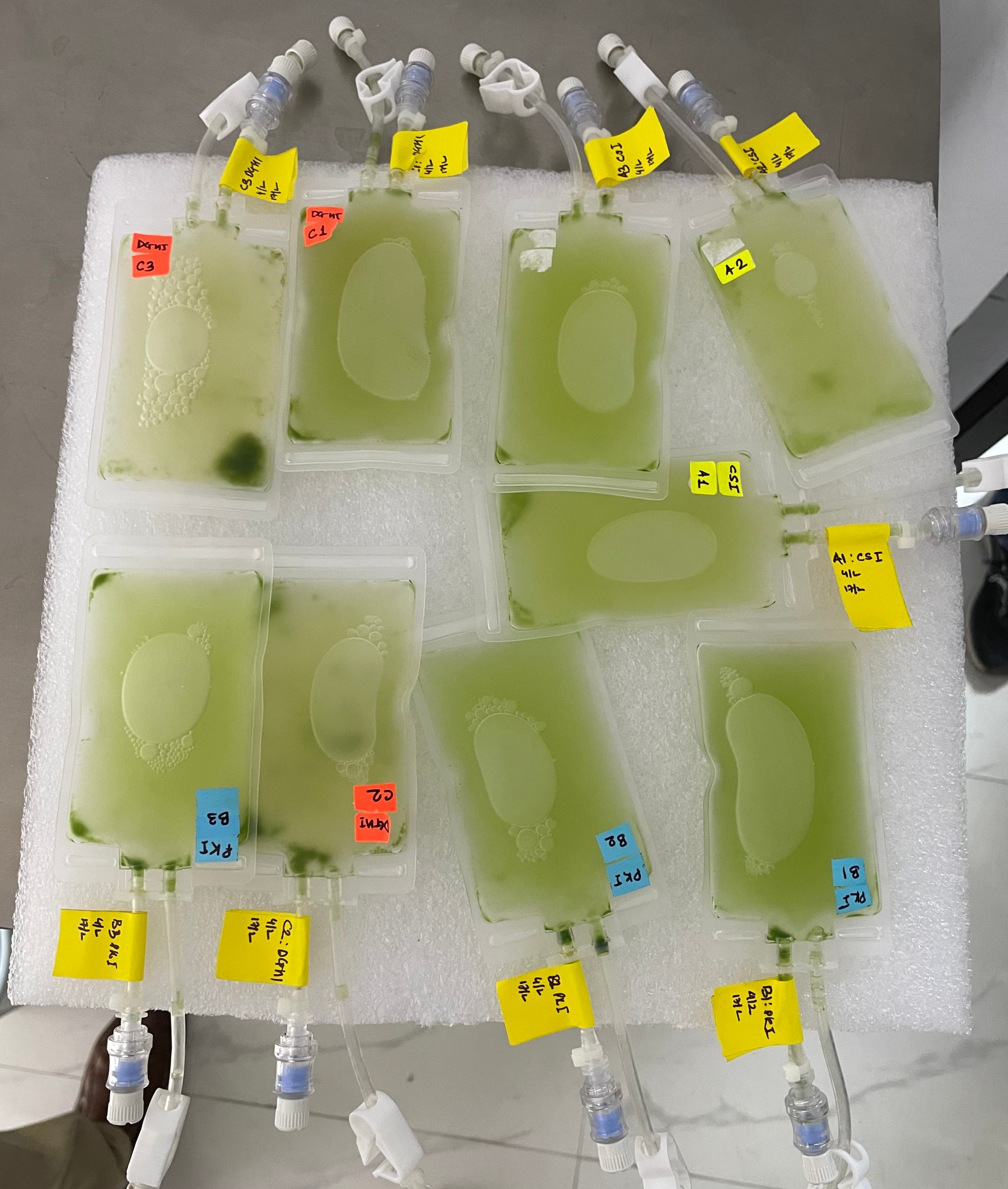 A white square of foam holds nine rectangular clear bags filled with a pale green liquid. Each bag has two tubes protruding from it, one with a connection port and one with a clip, and there are yellow tags on one of the tubes for each bag, as well as stickers on the bags themselves.