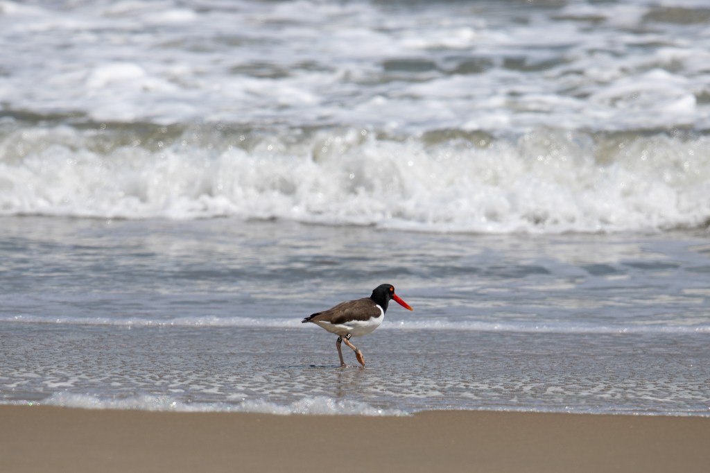 An oyster catcher on the shore at Wallops Island.