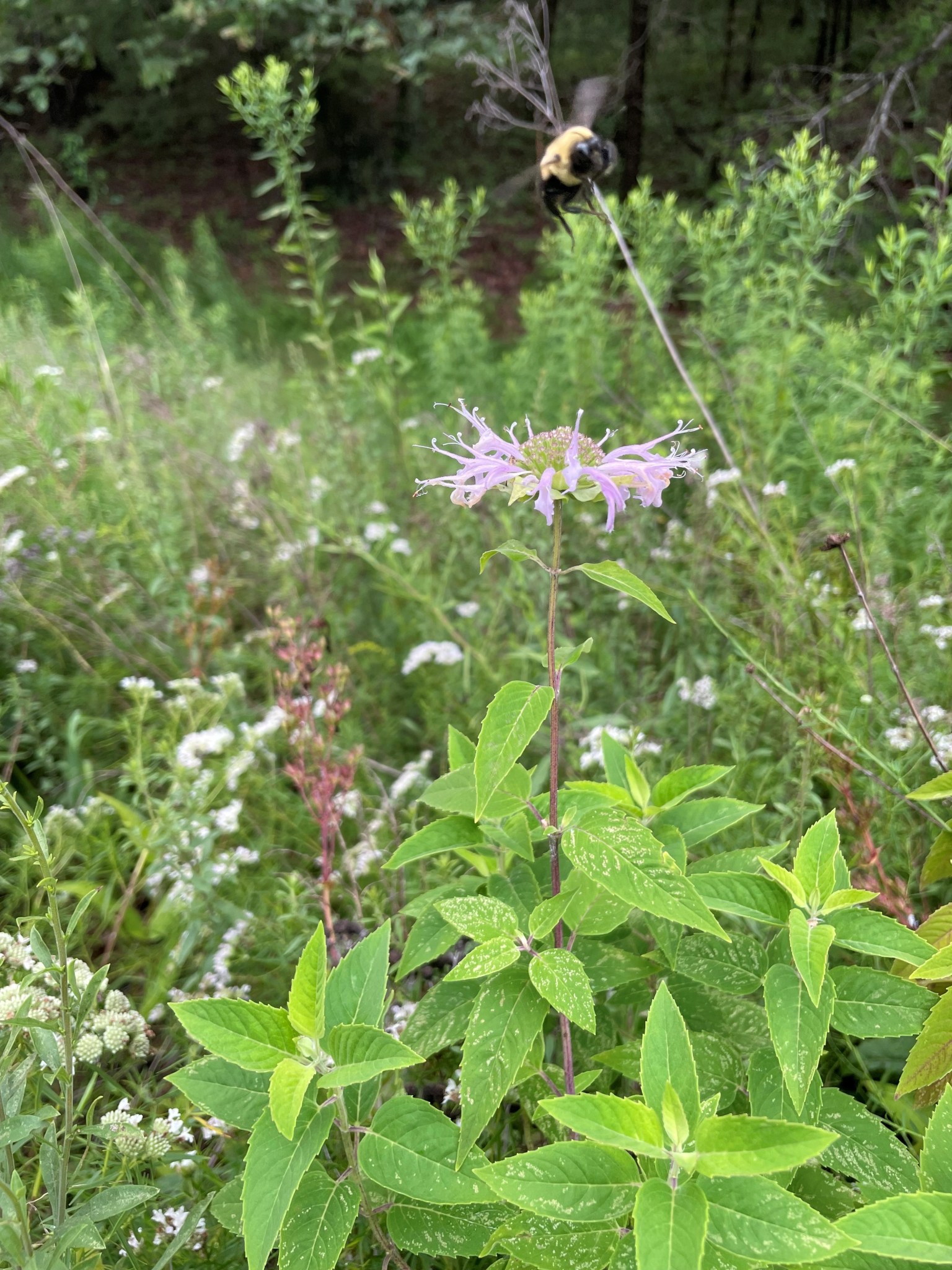 Bumble bee hovering over bee balm flower.
