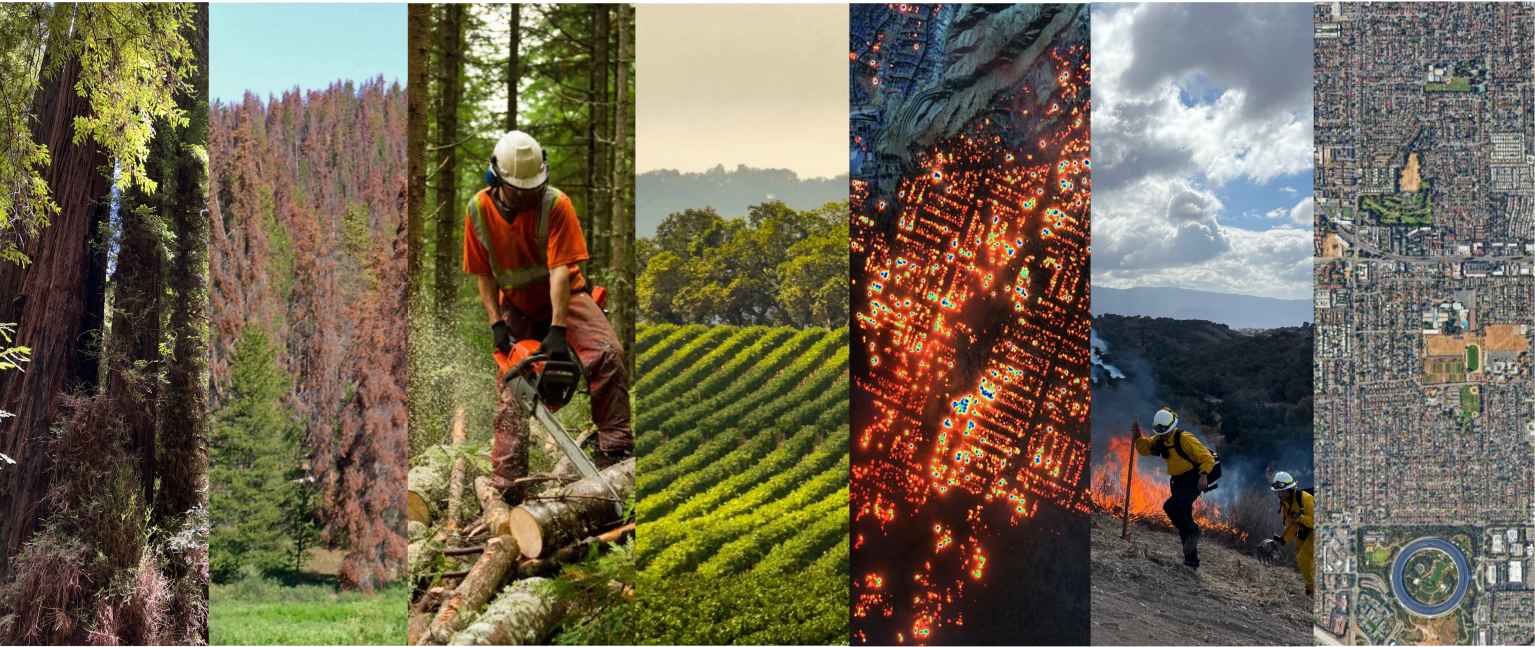 Seven vertical columns show different pictures of trees, firefighters, fire, and a city map.