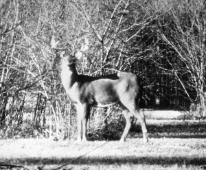 Deer looking at camera