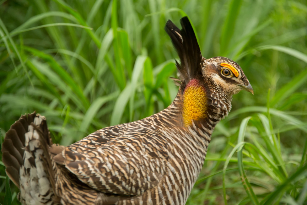 Profile view of an Attwater's prairie chicken.