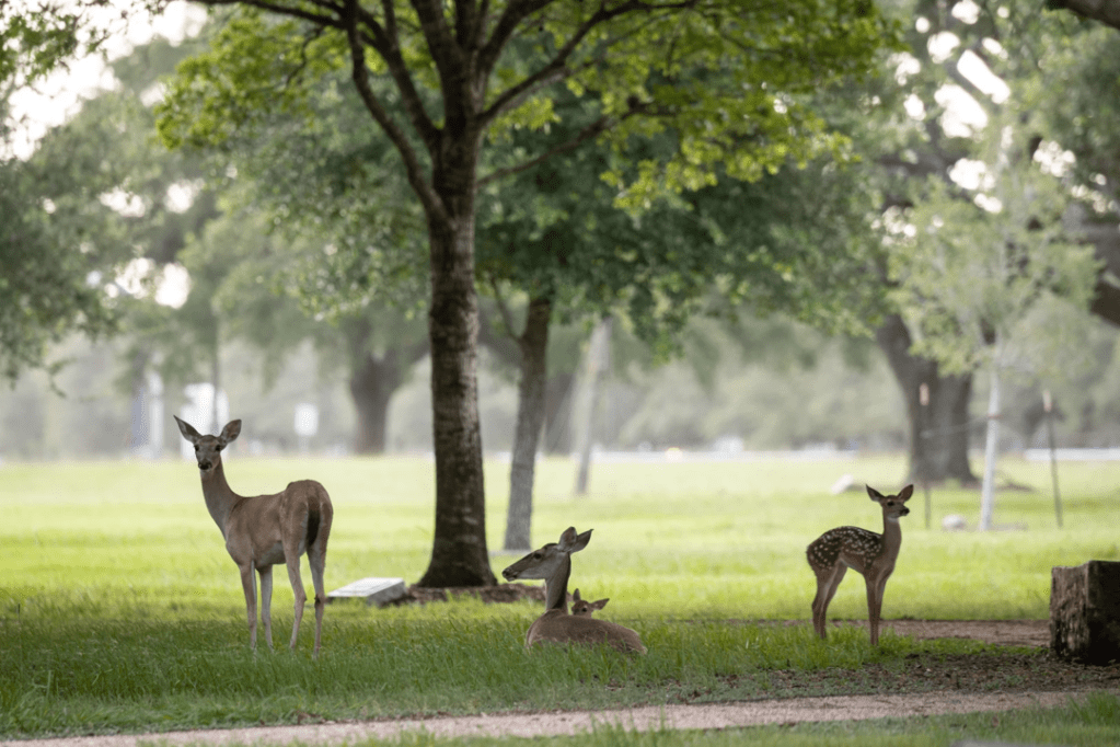 A group of three adult deer and one fawn are pictured in a grassy area with trees in the background.