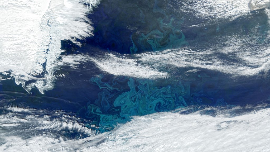 Teal-colored phytoplankton bloom off the Greenland coast in this satellite image