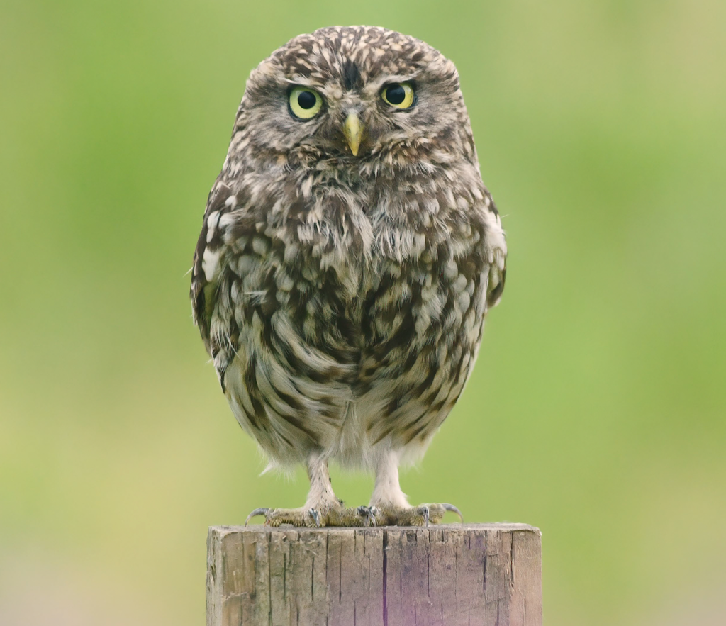 Owl standing on a wood post with a blurred green background.