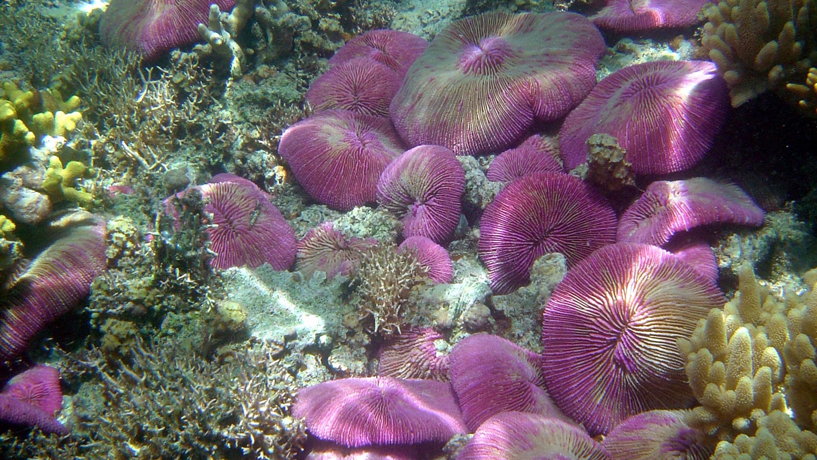 An underwater photograph of a coral reef dominated by numerous large, vibrant purple mushroom corals. These corals have intricate, radial patterns on their disk-like tops. Surrounding them are various other coral formations, including some branching, stony corals in shades of brown and yellow, and patches of sand on the seafloor. The overall scene is brightly lit underwater.