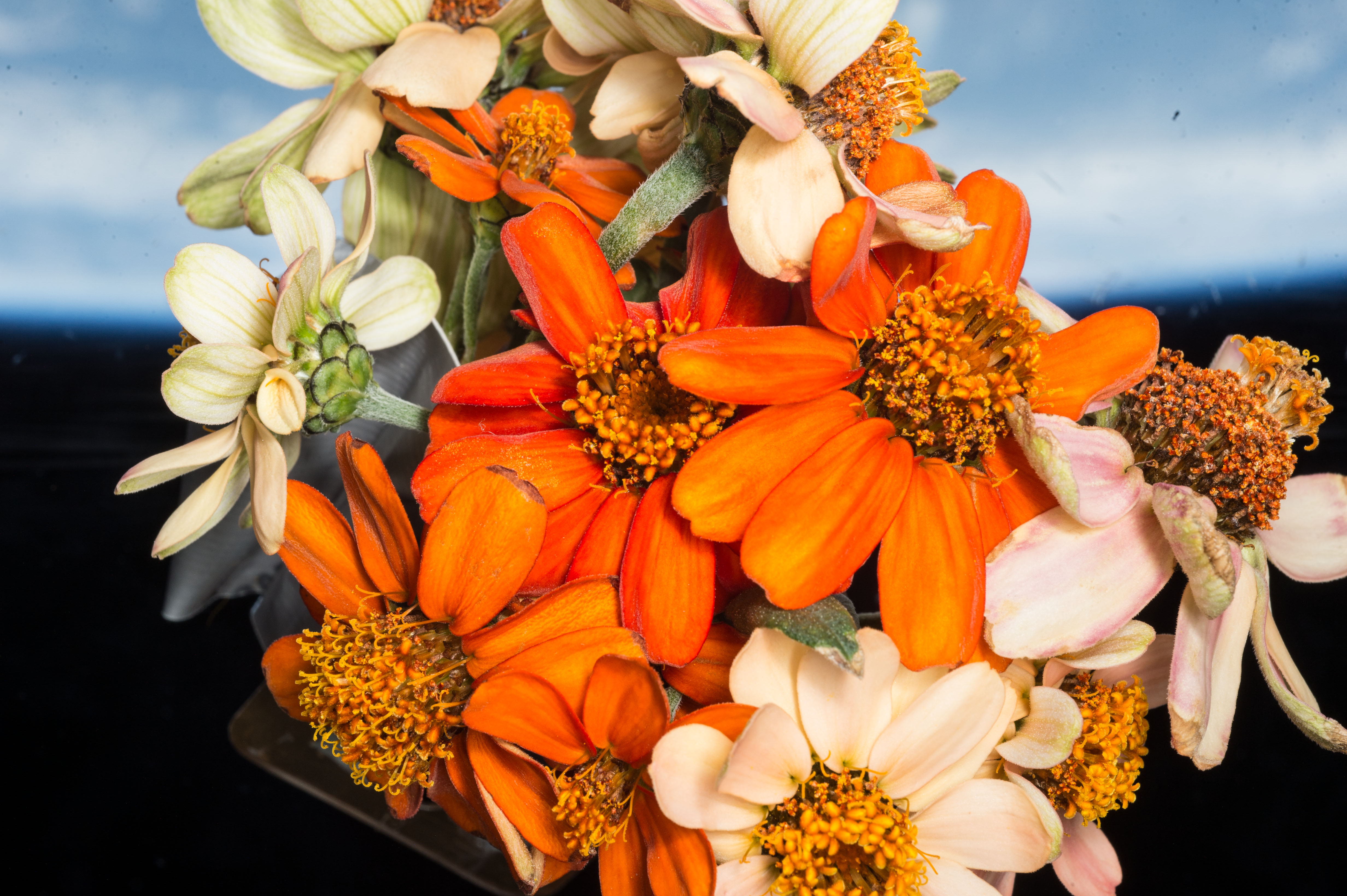 A bunch of orange and white zinnia flowers are seen floating in front of a Cupola window on the space station. The Earth is out of focus in the background.