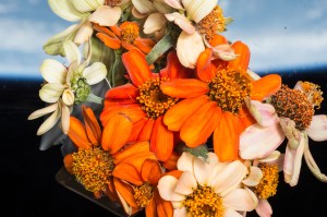 A bunch of orange and white zinnia flowers are seen floating in front of a Cupola window on the space station. The Earth is out of focus in the background.