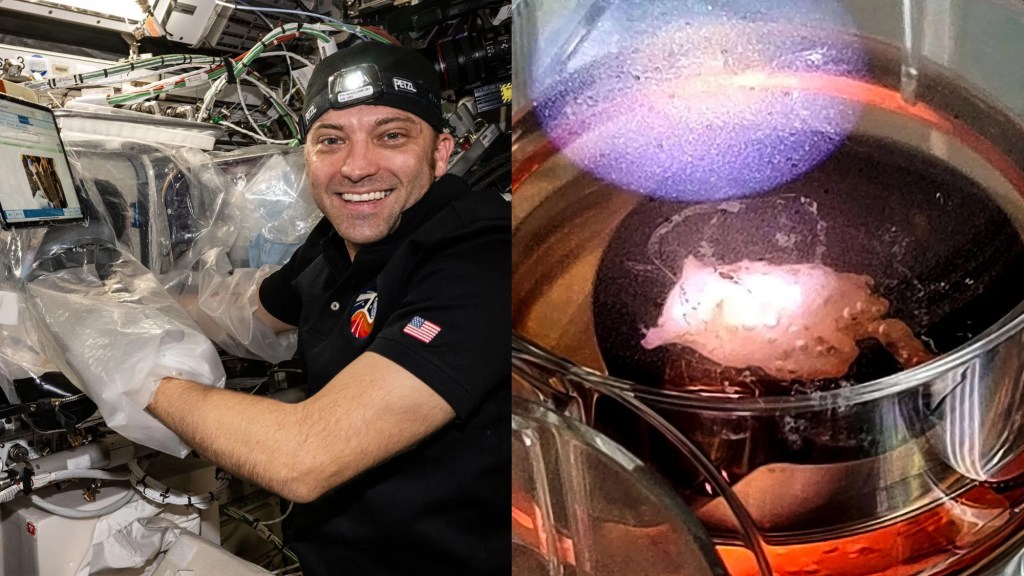 A smiling astronaut works with a bioprinting setup, wearing gloves. To the right, a close-up image shows a three-dimensional bioprinted human heart tissue sample inside a laboratory chamber.