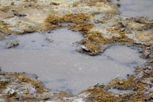 A small brown pool full of bubbles, surrounded by brown and tan rock.