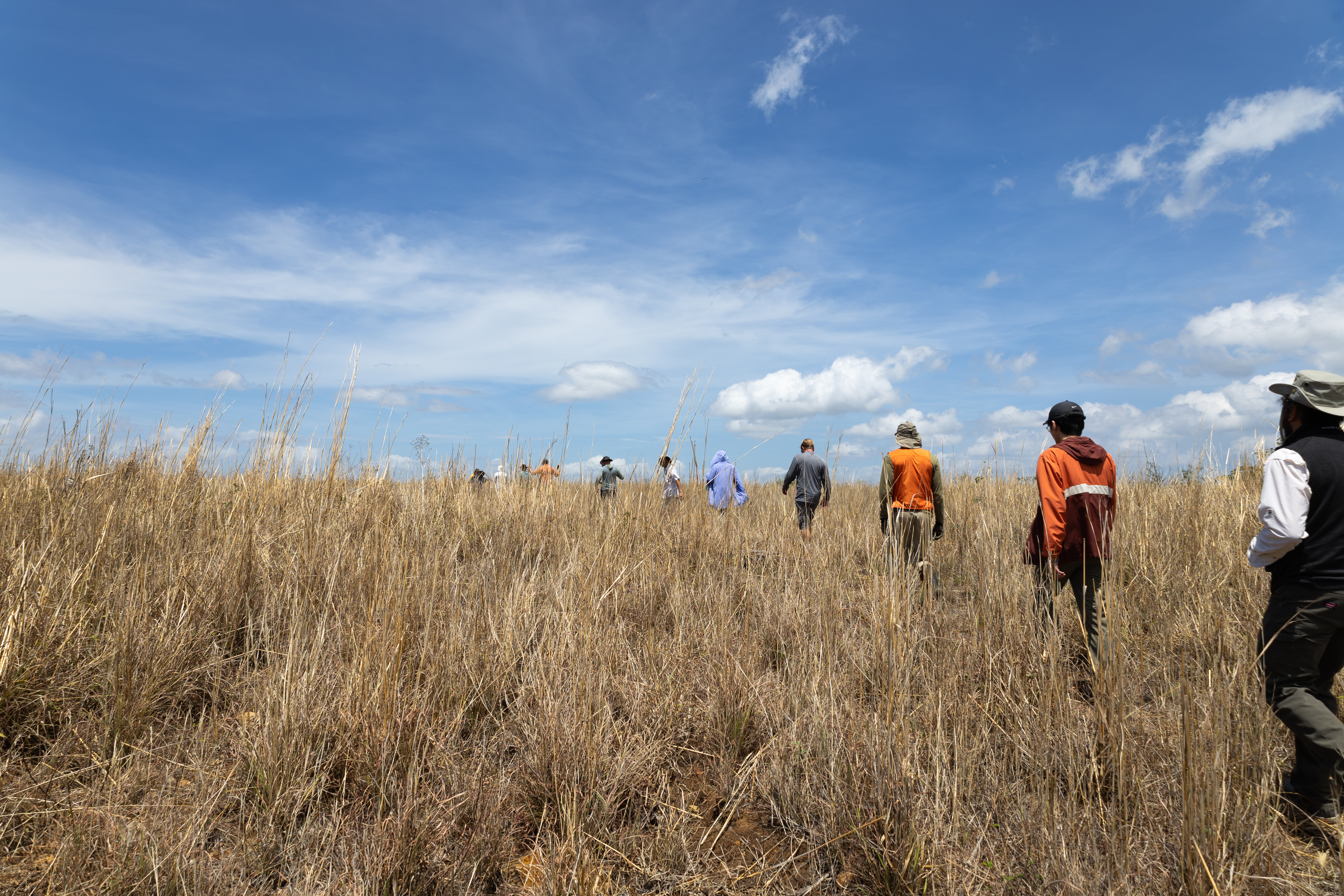 A line of people in outdoorsy clothing walks through tall tan grass away from the camera, from the right side of the frame. The sky above them is bright blue, dotted with white clouds.