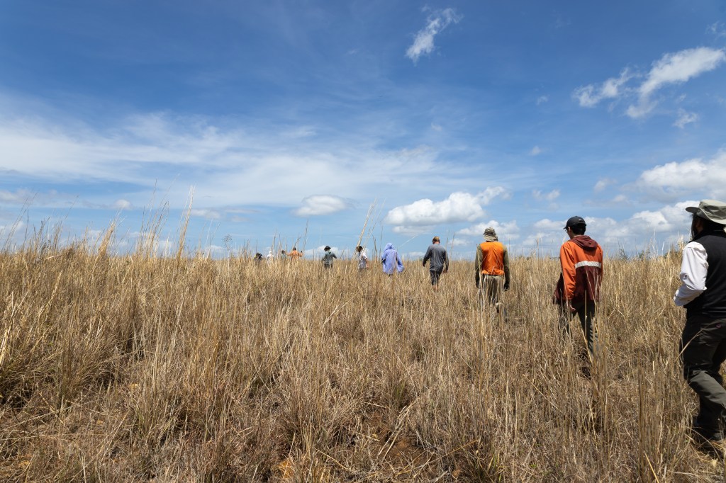 A line of people in outdoorsy clothing walks through tall tan grass away from the camera, from the right side of the frame. The sky above them is bright blue, dotted with white clouds.