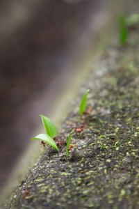 A close-up image of red ants holding bright green leaves twice the size of their bodies, walking in a line along mossy concrete.