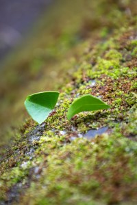 A close-up image of red ants holding bright green leaves twice the size of their bodies, walking in a line along mossy concrete.