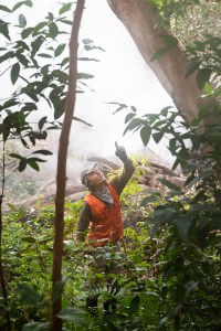 A man in an olive green long sleeve, bright orange vest, and gray hat and neck scarf points up into the trees above him. Around him are green leafy trees, while clouds of white haze drift in the background.