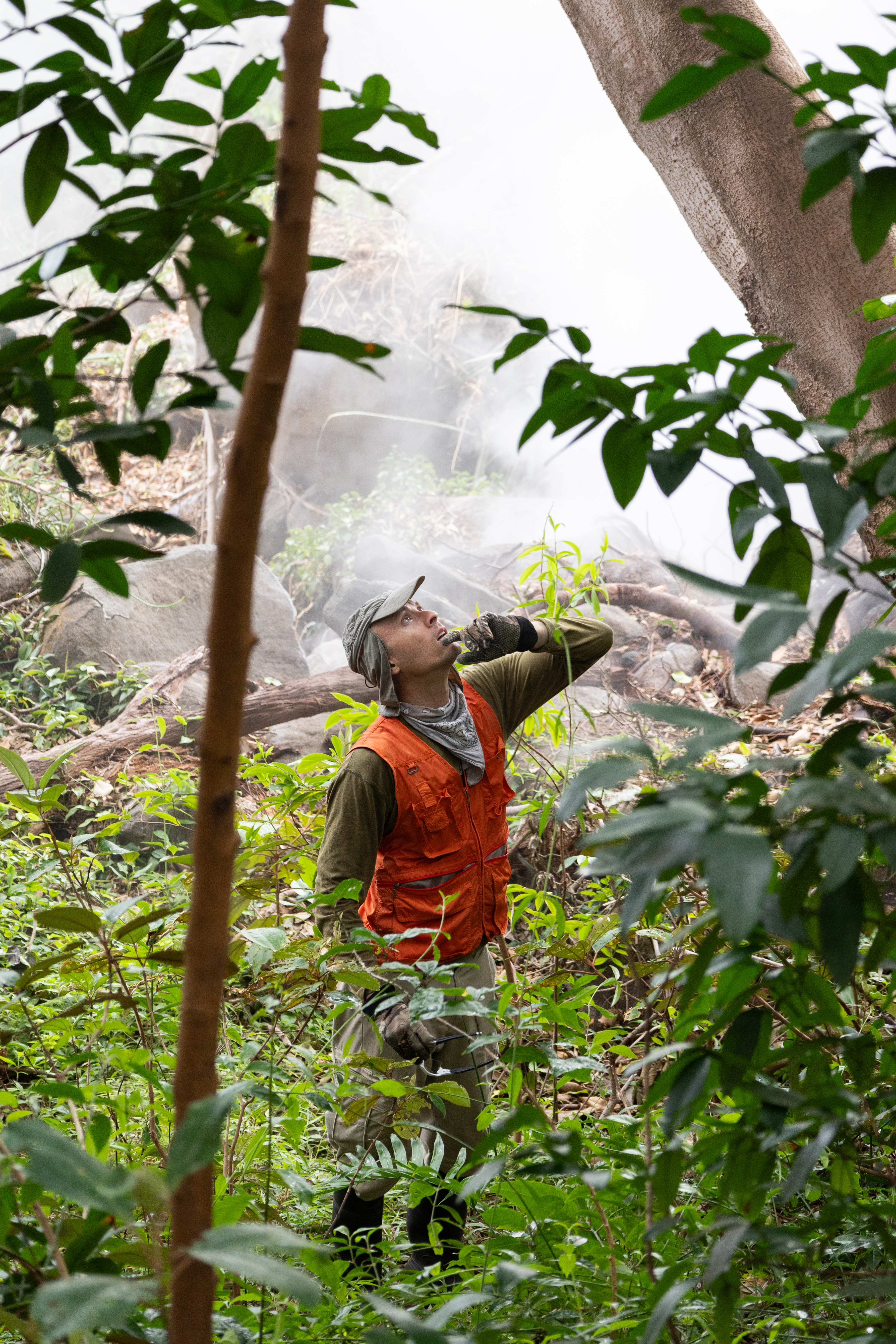 A man in an olive green long sleeve, bright orange vest, and gray hat and neck scarf looks up into the trees above him. Around him are green leafy trees, while clouds of white haze drift in the background.