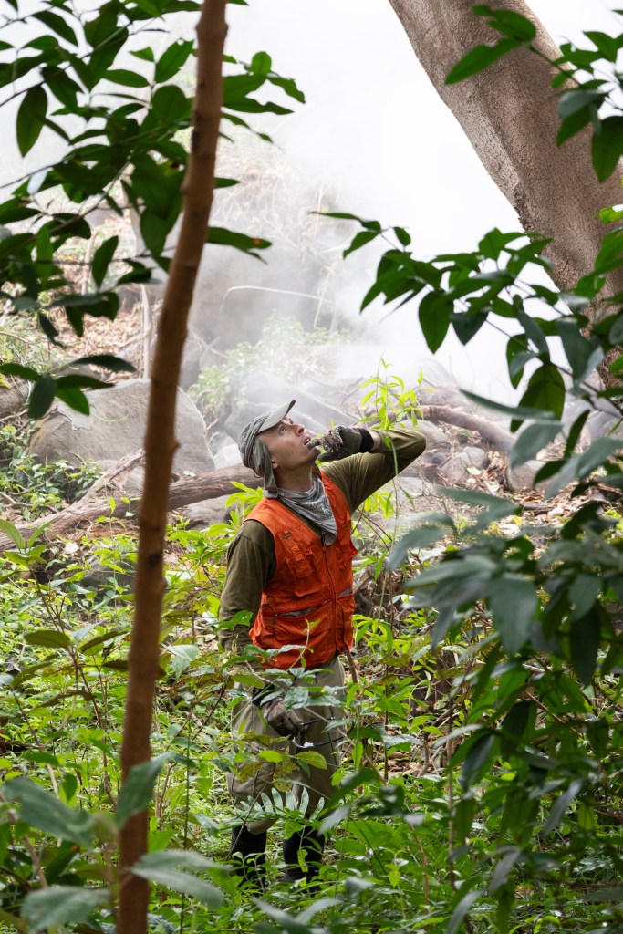 A man in an olive green long sleeve, bright orange vest, and gray hat and neck scarf looks up into the trees above him. Around him are green leafy trees, while clouds of white haze drift in the background.