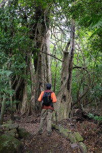 A man in an orange long sleeve, hiking pants, and a hat stands on a dirt path and looks up into a copse of trees.