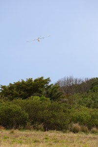 An gray uncrewed fixed-wing aircraft with a yellow nose cone flies towards the camera against a blue sky, angled towards the ground. In the foreground is tan and green grass, butting up against bright green shrubs and trees.