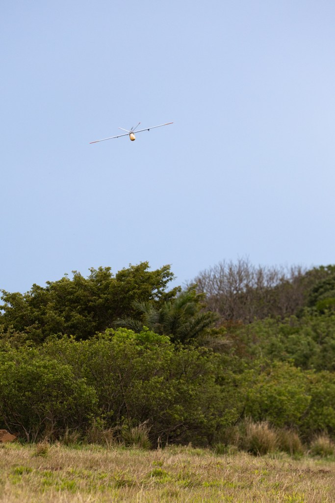 An gray uncrewed fixed-wing aircraft with a yellow nose cone flies towards the camera against a blue sky, angled towards the ground. In the foreground is tan and green grass, butting up against bright green shrubs and trees.