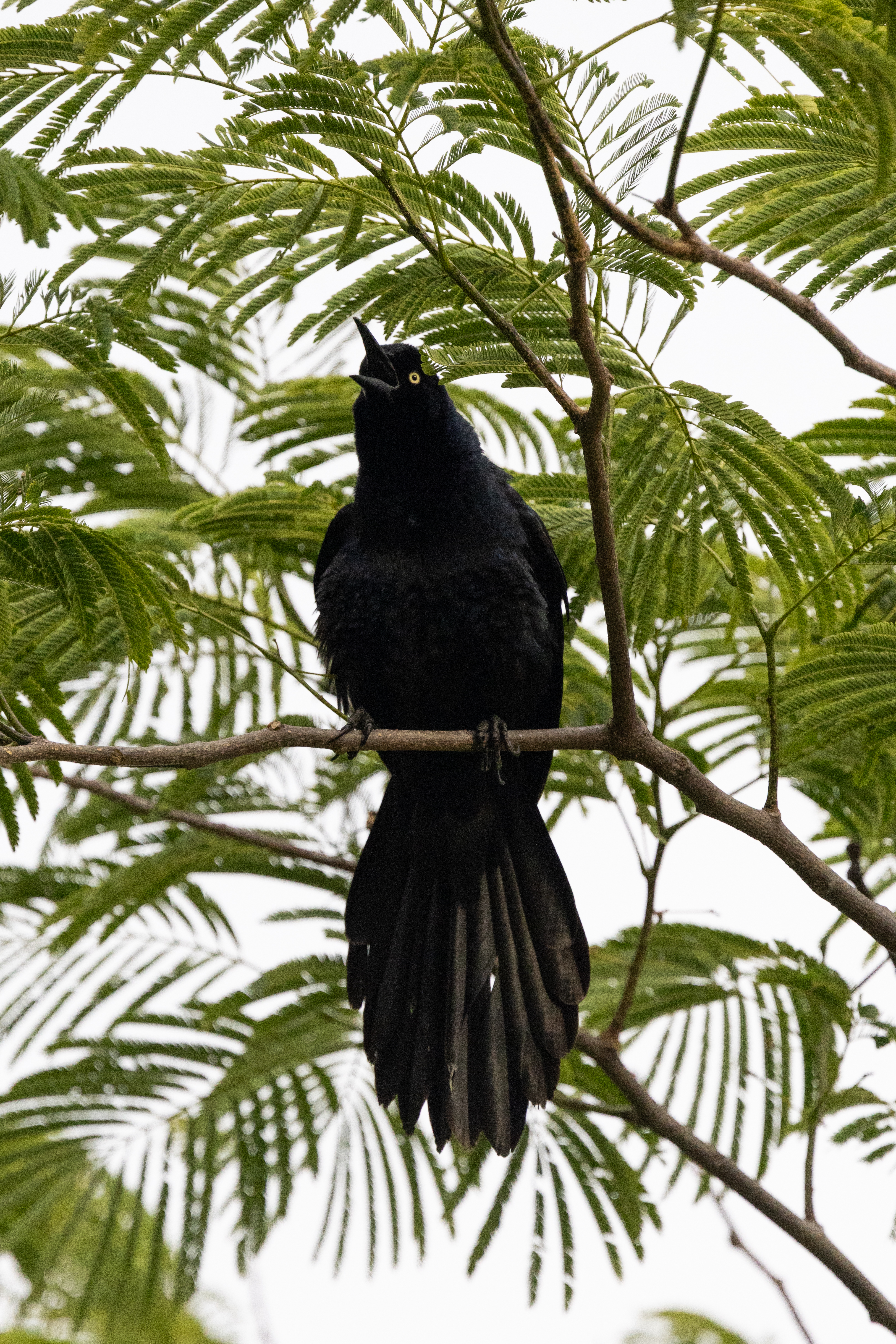 A large black bird with yellow eyes sits on a branch, with green foliage spread behind it.