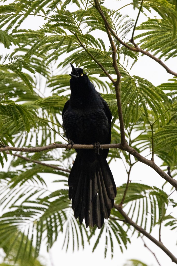 A large black bird with yellow eyes sits on a branch, with green foliage spread behind it.