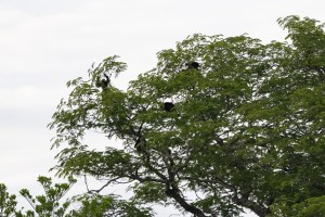 A distant shot of a tree with green foliage has numerous black shapes of monkeys swinging through the branches.