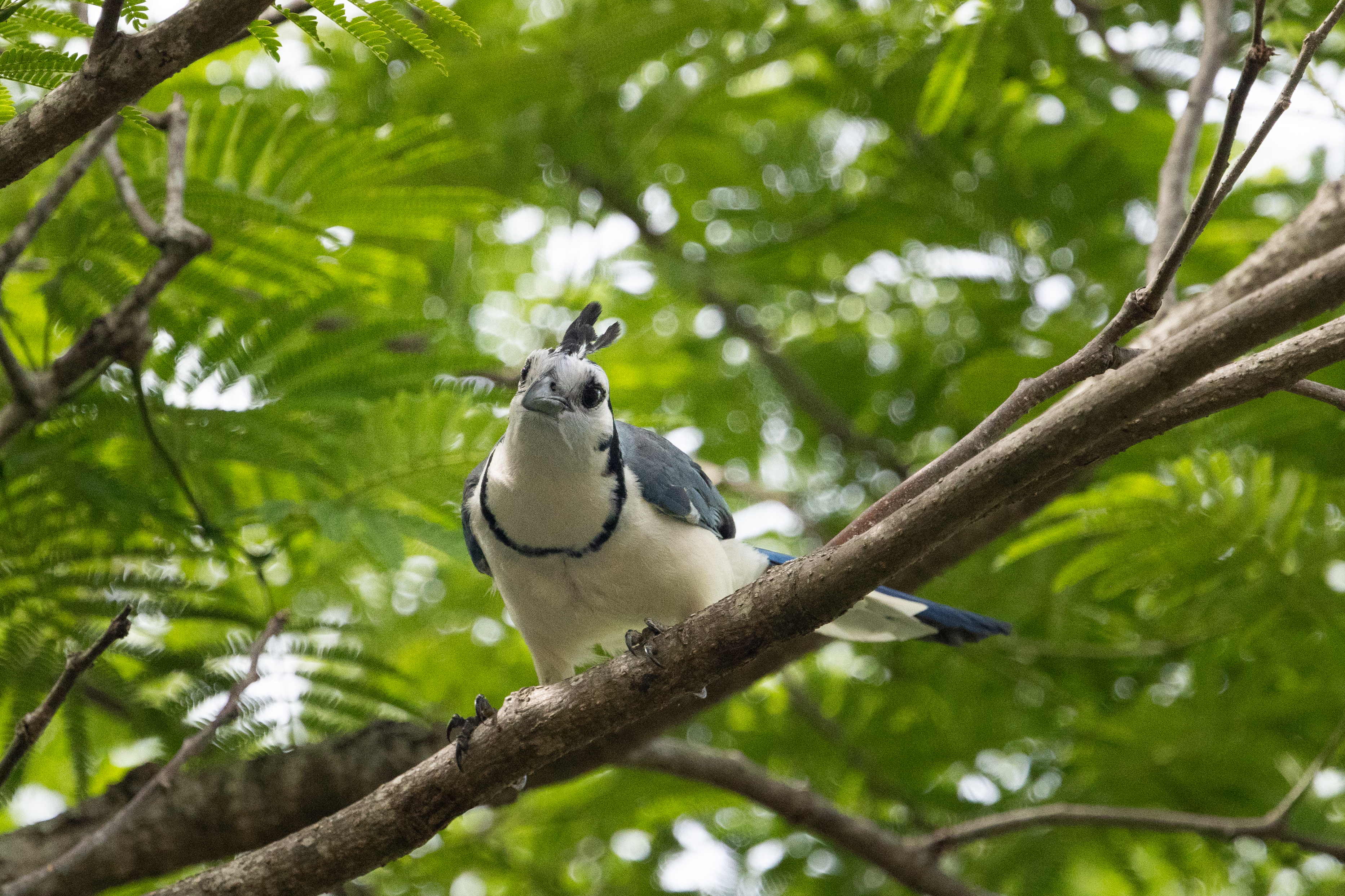 A white and blue bird sits on a branch, with green leaves in the background.