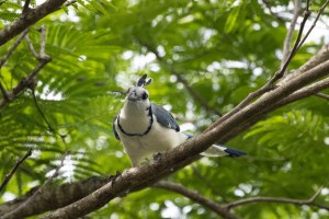A white and blue bird sits on a branch, with green leaves in the background.