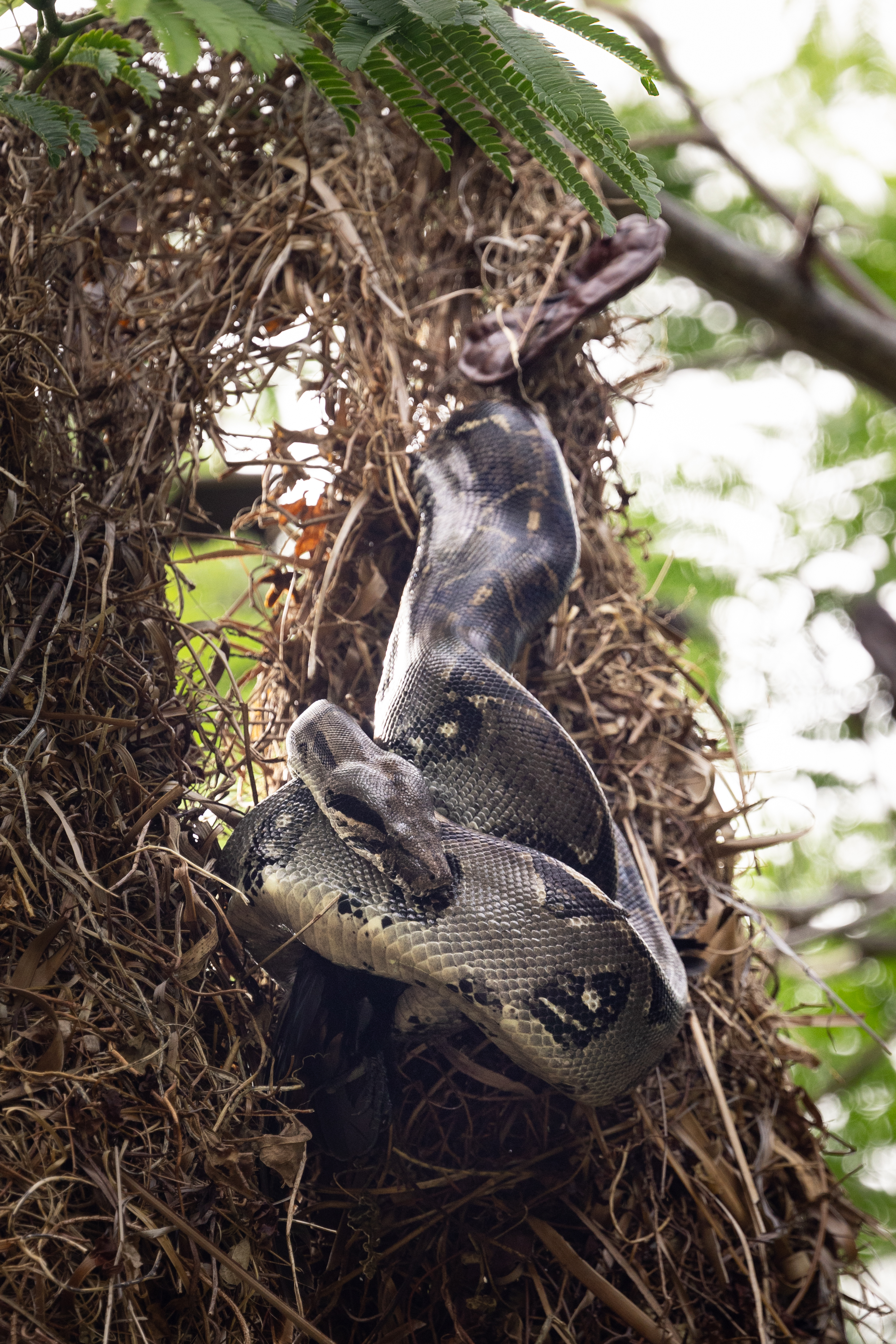 A large silver snake hangs down from a branch along a tan birds nest, curling around a black bird.