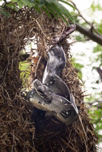 A large silver snake hangs down from a branch along a tan birds nest, curling around a black bird.