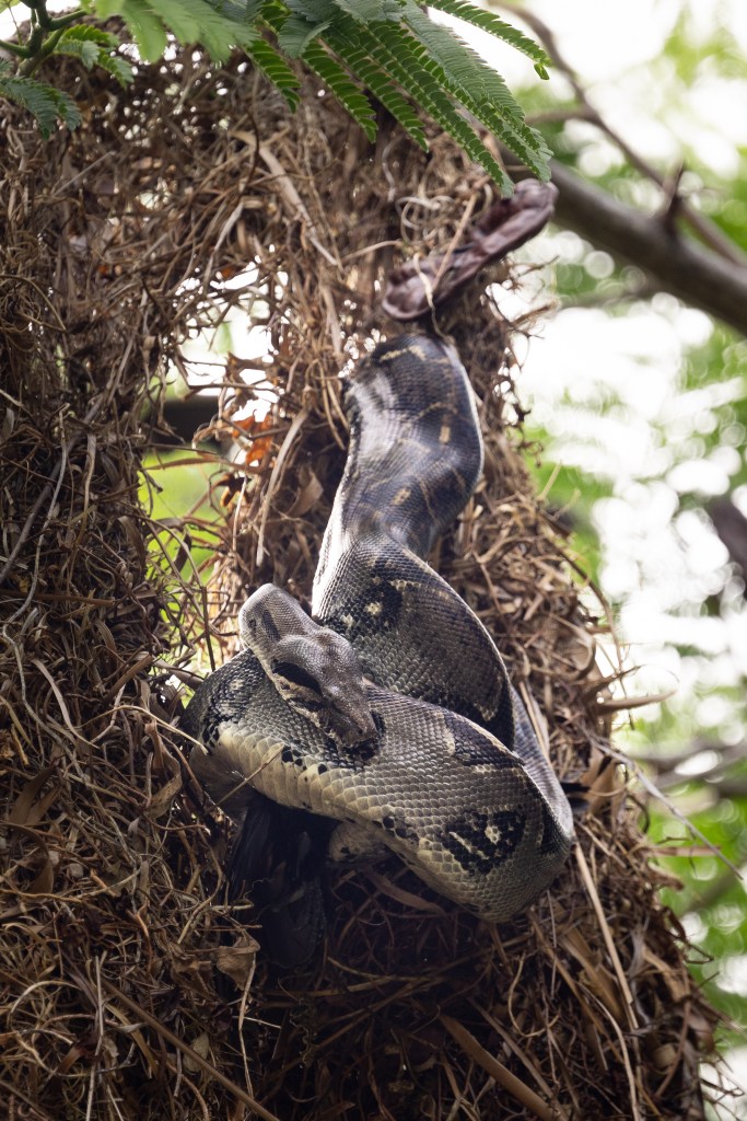 A large silver snake hangs down from a branch along a tan birds nest, curling around a black bird.