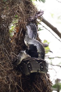 A large silver snake hangs down from a branch along a tan birds nest, opening its mouth around a black bird.
