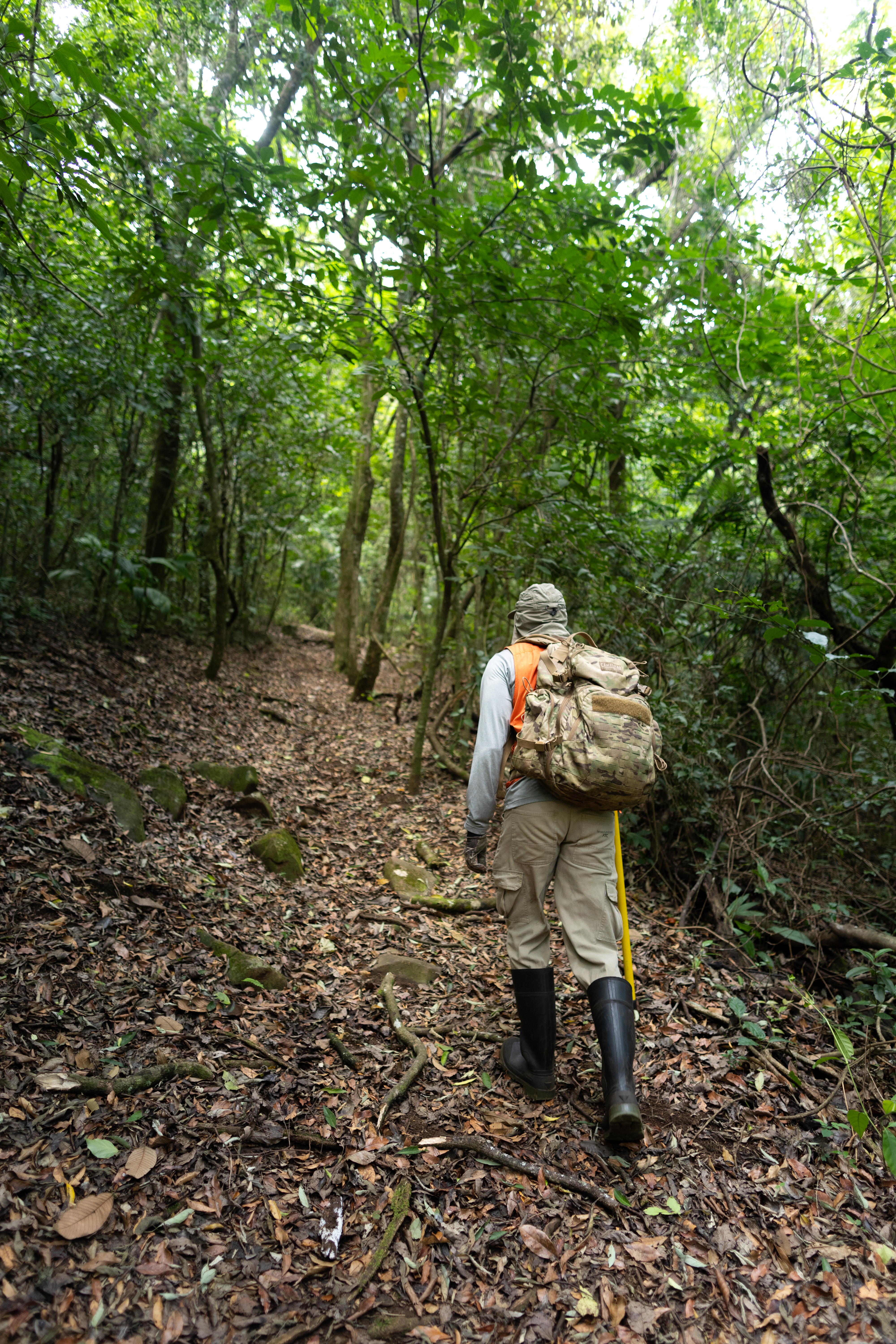 A man in hiking clothes and black booths hikes up a leaf-covered path away from the camera, into a green forest.