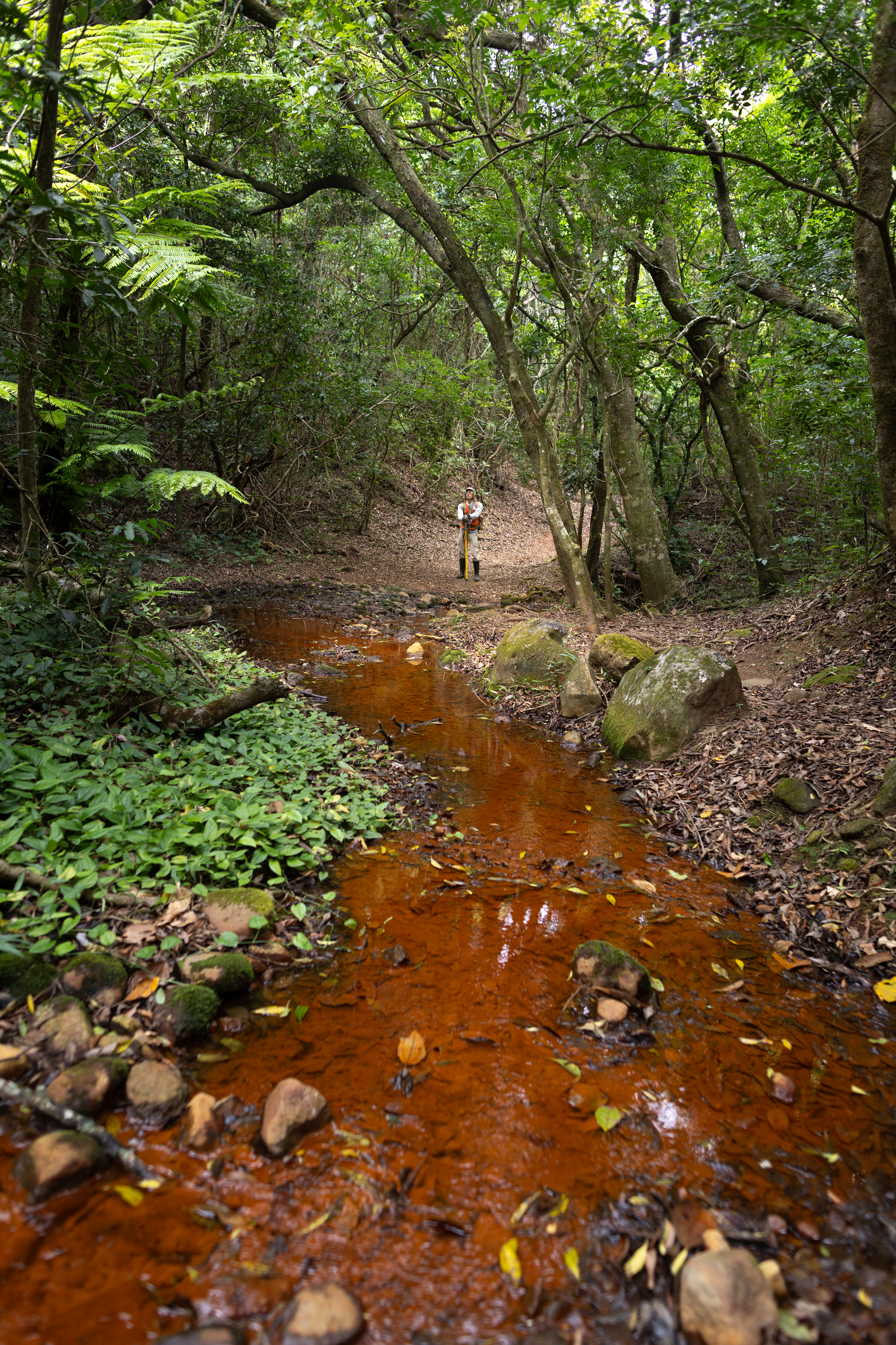 A man in hiking attire with a yellow pole stands in the distance, under a canopy of green trees. Between the man and the camera is a bright reddish-orange shallow stream.