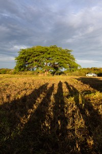 The shadows of four people stretch away from the camera across gold grass. In the background is a large green tree, against blue clouds.