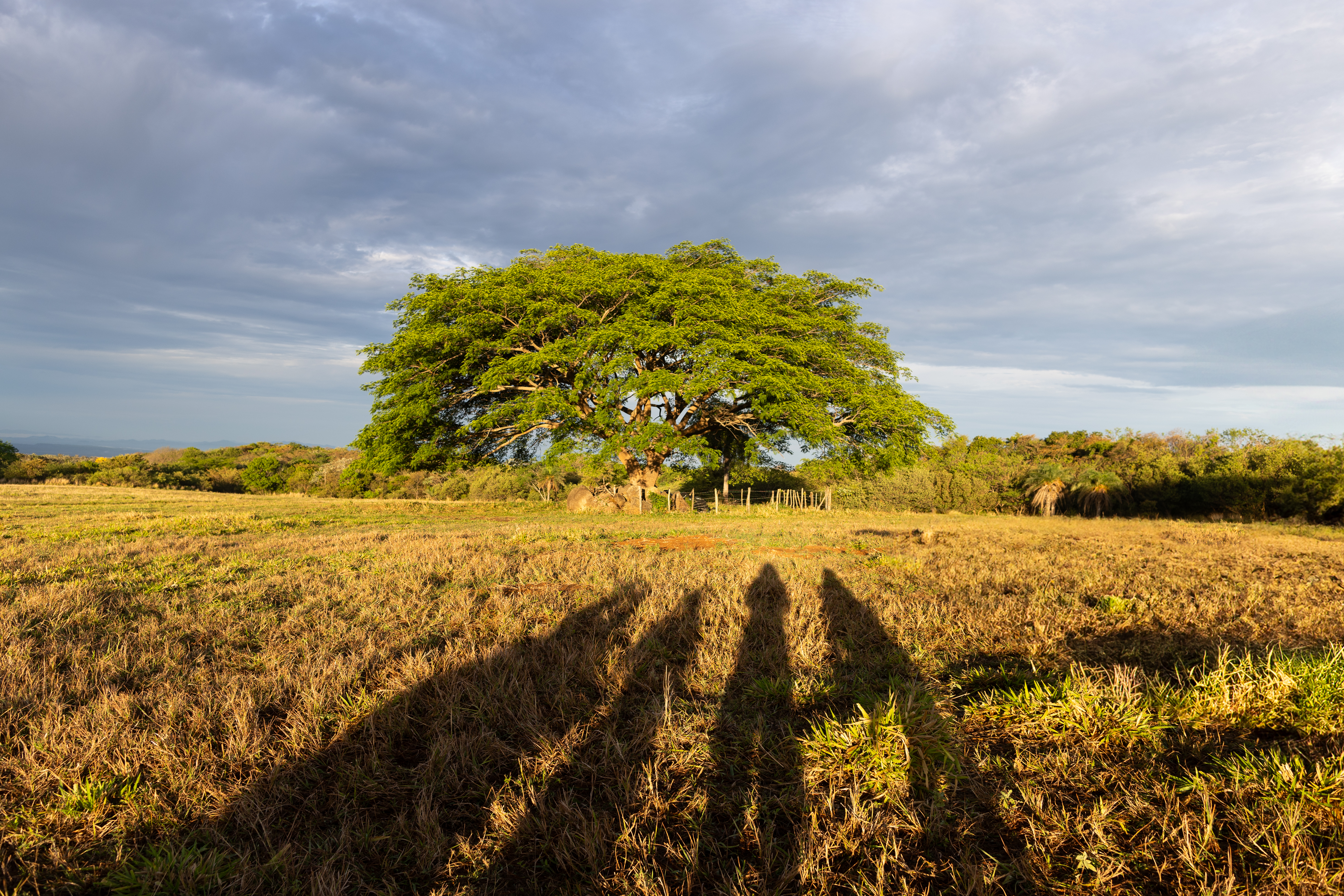 The shadows of four people stretch away from the camera across gold grass. In the background is a large green tree, against blue clouds.