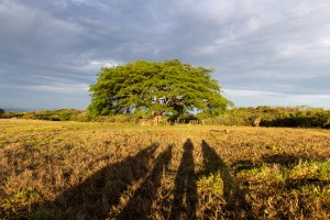 The shadows of four people stretch away from the camera across gold grass. In the background is a large green tree, against blue clouds.