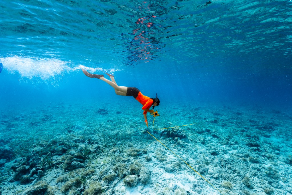 In this underwater shot, a student in black shorts, a bright orange long sleeve shirt, flippers and a snorkel swims towards the sea floor with a small tool in her hand. The water and the sea floor are bright blue.