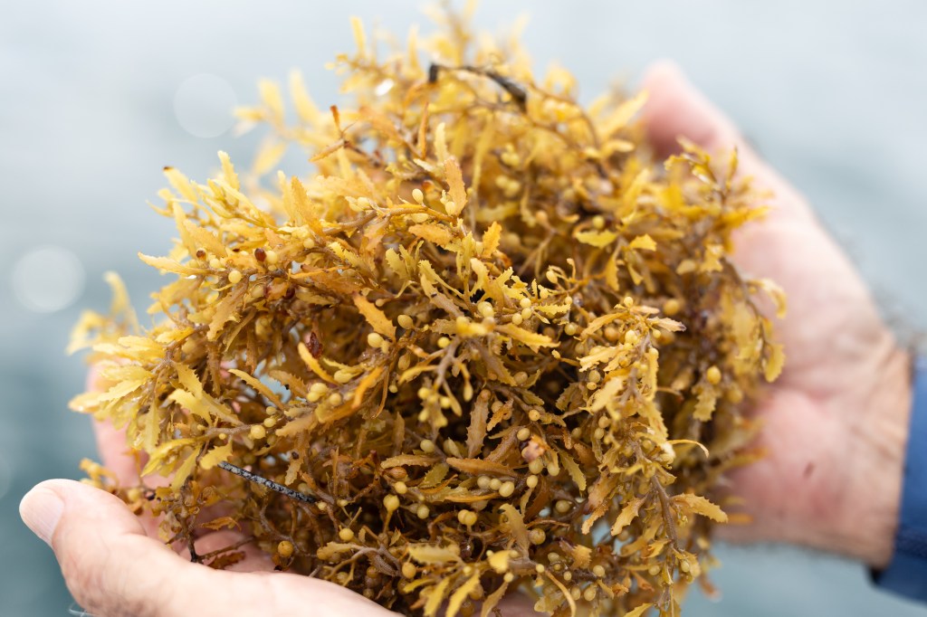 Two hands reach into the frame, holding a clump of brownish-yellow seaweed with tiny leaves and small round balls.