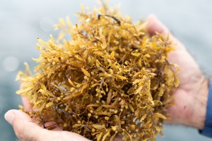 Two hands reach into the frame, holding a clump of brownish-yellow seaweed with tiny leaves and small round balls.