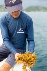 A man in a navy blue long sleeve shirt and shorts with a baseball cap sits on the edge of a boat, holding a clump of brownish-yellow seaweed with tiny leaves and small round balls.