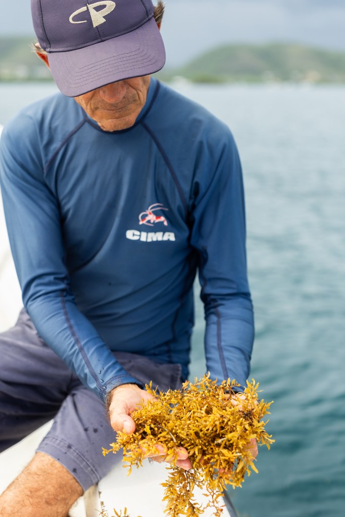 A man in a navy blue long sleeve shirt and shorts with a baseball cap sits on the edge of a boat, holding a clump of brownish-yellow seaweed with tiny leaves and small round balls.