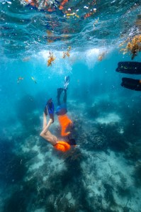In this underwater shot, two students in neon orange long sleeve shirts and black fins dive down to the teal blue ocean floor dotted in dark brown clumps of coral and grass.