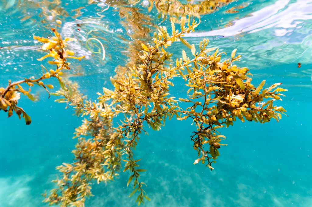 In this underwater shot, a few strands of a brownish-yellow algae floats in teal blue water. The algae looks like miniature seaweed, with little leaves and tiny balls.